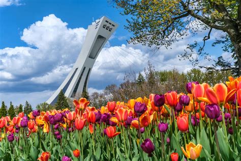 Voici le top 10 des choses à faire dans Rosemont La Petite Patrie