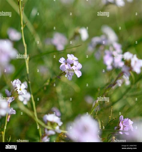 Erucaria Rostrata Hi Res Stock Photography And Images Alamy