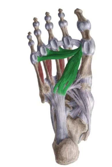 Músculos Del Pie Su Anatomía Y Función