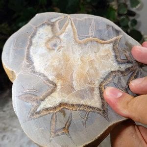 Septarian Nodule Slab With Calcite From Utah United States Etsy