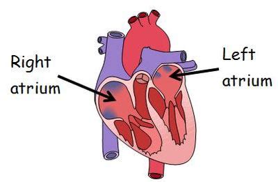 Biology Words: Atrium (atria) @ GCSE Science Dictionary