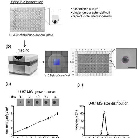 Three Dimensional Tumor Spheroid Based Functional Assays Migration And Download Scientific