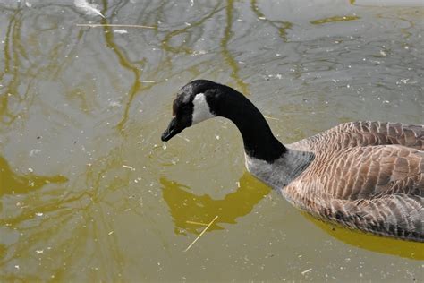 Image Libre Oiseaux Aquatique Sauvagine Oiseau Tang Lac Eau