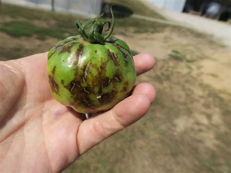 Tomato Spotted Wilt Of Tomato