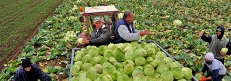 Futožanin Poklanja 40 Tona Kupusa Agro Vesti By Agronewsrs