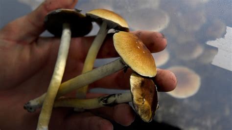 Activists Seek To Decriminalize ‘magic Mushrooms In Dc Nbc4 Washington