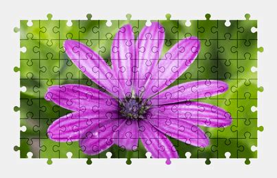 Flower Jigsaw Puzzles Online