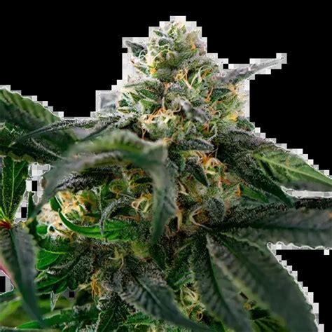 Sour Alien Cannabis Seeds Royal King Seeds Feminized