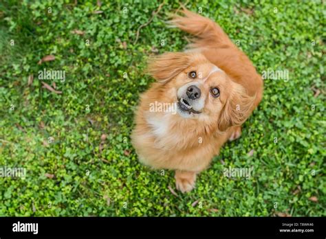 Portrait Of Cute Little Young Mixed Breed Brown Reddish Dog Looking Up