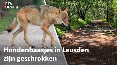 Hond Aangevallen Door Wolf Rtv Utrecht Youtube