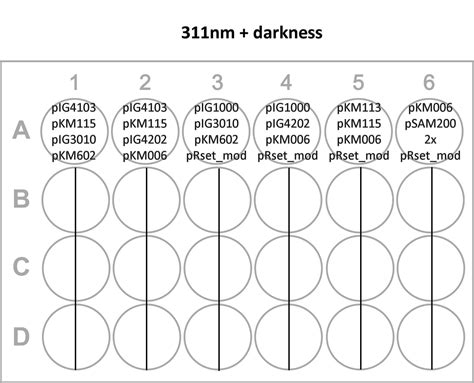 24 Well Plate Template