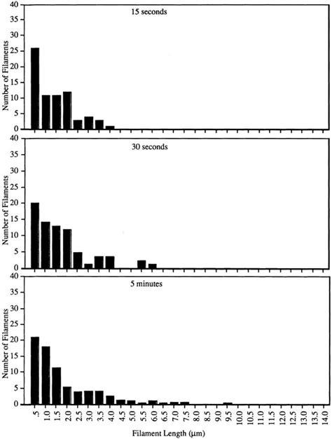 Length Distribution Of Filaments Induced By Cdc42 Supernatant Was