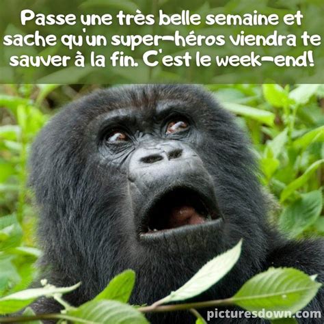 Bon Lundi Humour Image Gorille Dr Le Picturesdown