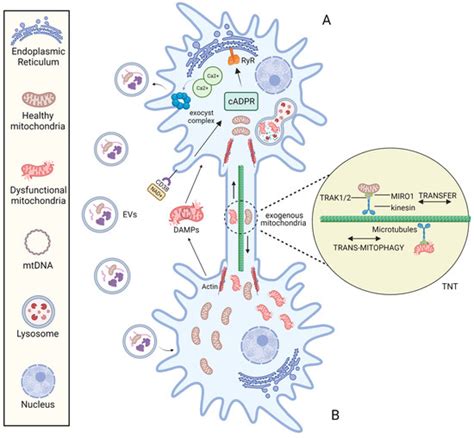 Mitochondrial Transplantation In Mitochondrial Medicine Current