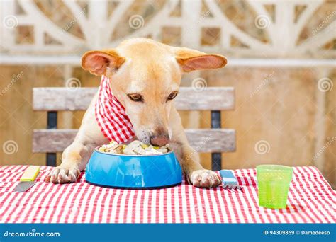 Dog Eating a the Table with Food Bowl Stock Image - Image of animal, breakfast: 94309869