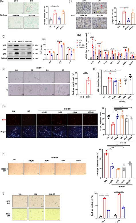 Co Alleviated Senescence In Dn Mice And Renal Cells Challenged By Hg