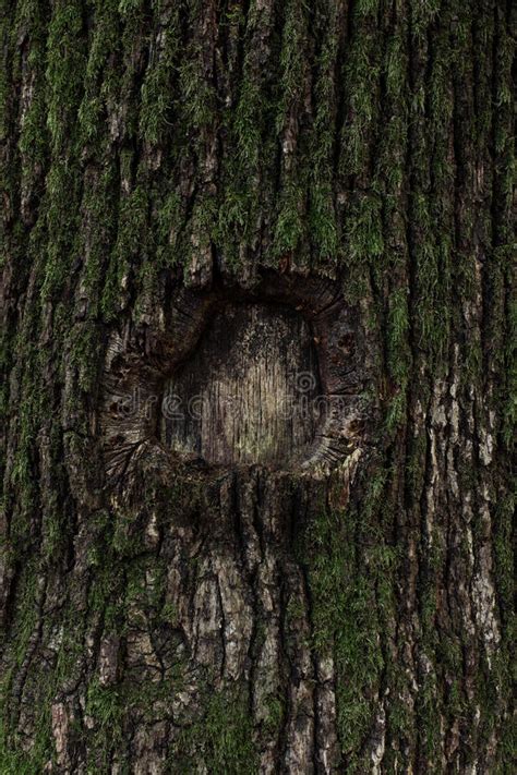 Dark Brown Tree Bark Covered With Green Moss Stock Image Image Of