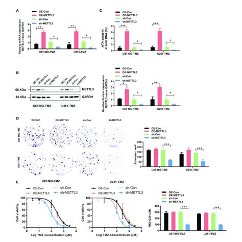 Mettl Contributes To The Tmz Resistance In Gbm Cells A The