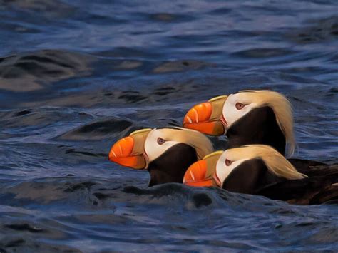 Puffins: Pictures, facts & photo tips | Alaska photography tips | Lagniappe