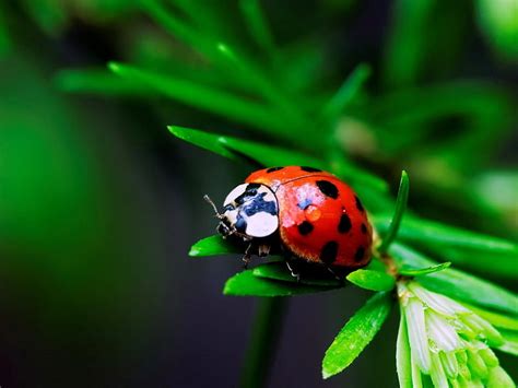 Hd Wallpaper Red And Black Ladybug Macro Insect Ladybird Grass