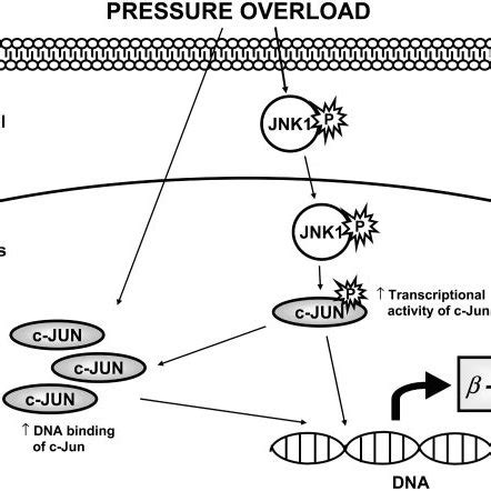 Schematic Model Of Acute JNK And C Jun Activation Induced By PO In The