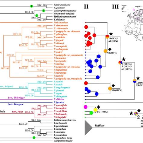 Tingshuang Yi Research Director Doctor Of Plant Phylogeny And