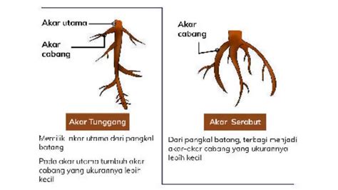 Kurikulum Merdeka Ipas Kelas 4 Sdmi Akar Batang Daun Dan Bunga