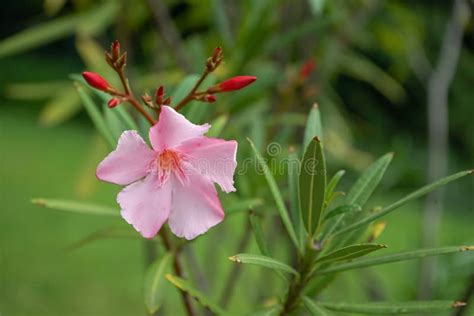 Pink Rose Bay Flower, Nerium Oleander from the Apocynaceae Family Stock ...