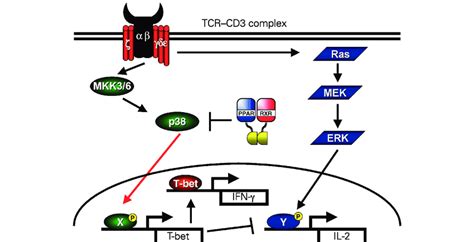 Model For Peroxisome Proliferator Activated Receptor Pparα Mediated