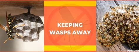 Prevention Tips Keeping Wasps Away From Your Kitchener Property