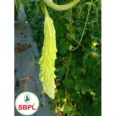 Fresh Hybrid Bitter Gourd Seed Packaging Type Packet Packaging Size 50 G At Rs 350 Packet In