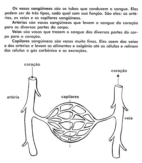 Atividades Sistema Circulatório 5o Ano Gabarito