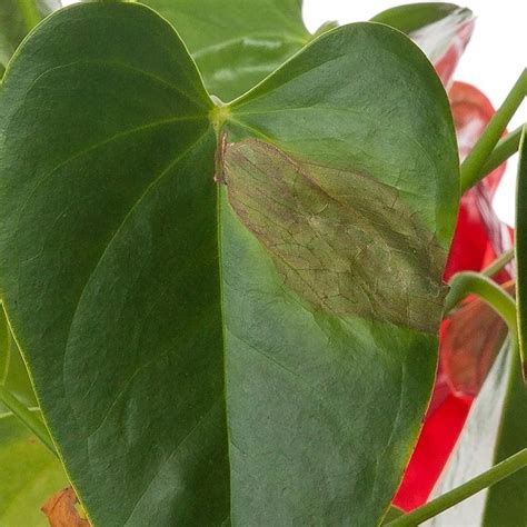 Why Does My Anthurium Have Brown Leaves Plant Leaves Turning Brown