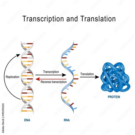 Download Dna Replication Protein Synthesis Transcription And Translation Stock Vector And