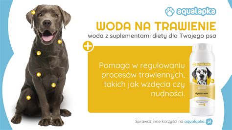 Rola suplementacji wody w poprawie trawienia u psów bed4dog pl