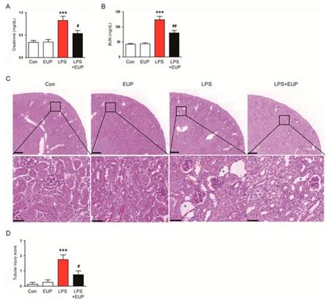 CIMB Free Full Text Eupatilin Ameliorates Lipopolysaccharide