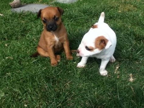 Adorable boxer and Husky mix puppies for Sale in Fontana, California ...