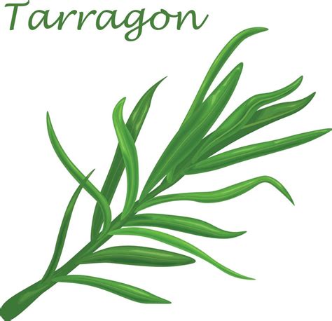 Tarragon. A spicy plant for cooking. A green plant for spices.Tarragon, a medicinal herb. Vector ...