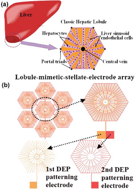 Figure 1 From Liver Cell Patterning Lab Chip Mimicking The Morphology Of Liver Lobule Tissue