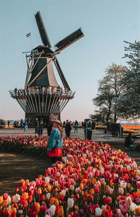 Ultimate Guide To Tulips In Holland Keukenhof Tulip Fields And More