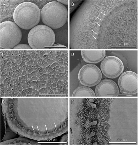 Frontiers Mechanical Interaction Of The Egg Parasitoid Anastatus