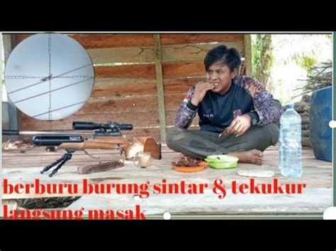 Berburu Burung Sintar Tekukur Langsung Masak YouTube