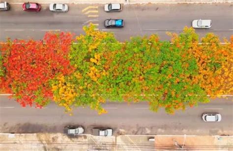 Cidade Arborizada Do Mundo Saiba Por Que Goi Nia Recebeu T Tulo Da Onu