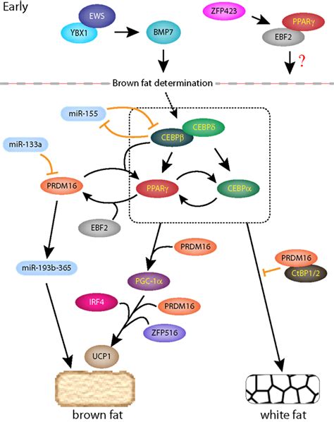 Frontiers Intricate Transcriptional Networks Of Classical Brown And