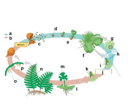 Fern Life Cycle Diagram Quizlet