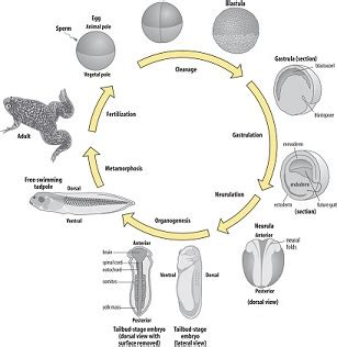 Sequential events and stages in the development of frog (pre-embryonic, embryonic and post ...