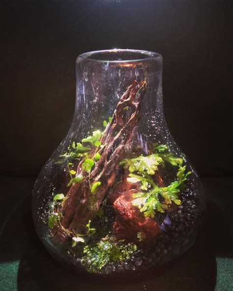 100% humidity terrarium : r/terrariums