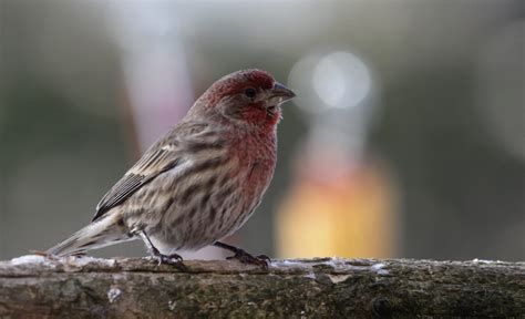 25+ Birds with Red Head (With Pictures) (Updated 2022)