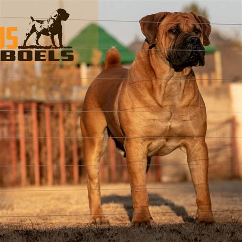 Boerboel Breeders | South African Boerboel Puppies for Sale