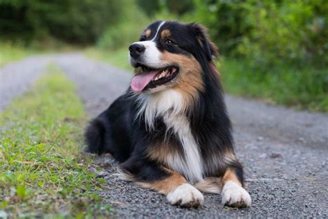 le-berger-australien - Guide du chien